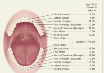 Types Of Teeth
